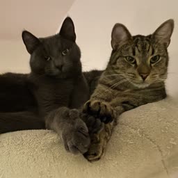 Oskarp bild på mina katter